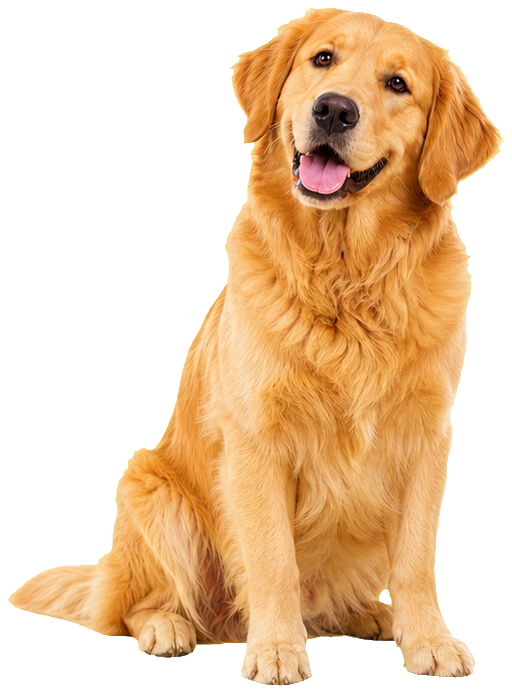 Freundlicher Golden Retriever